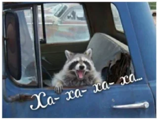 Sticker Крошка енот - 11