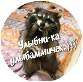 Sticker Крошка енот - 3