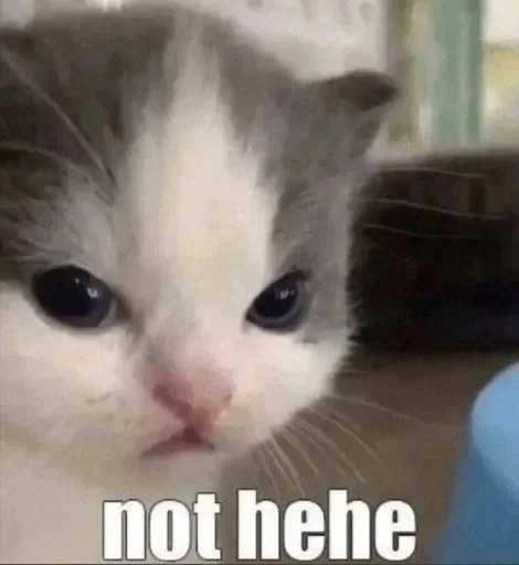 млекопитающее животное кошка