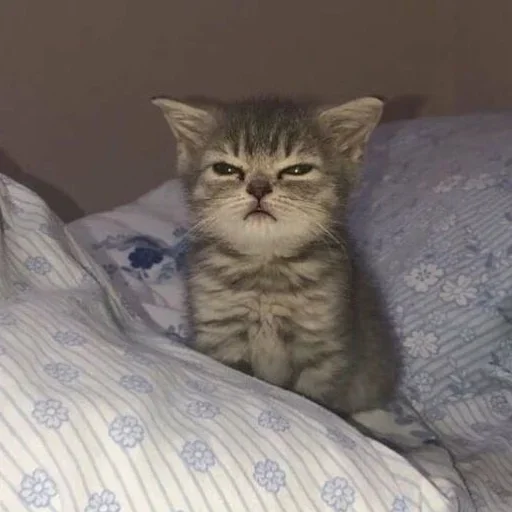 кошка животное млекопитающее