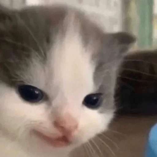 млекопитающее животное кошка