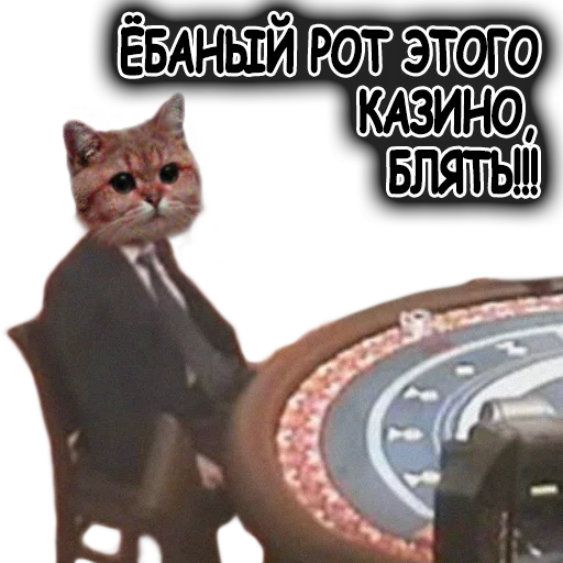 кошка кошки малого и среднего размера кошачьи