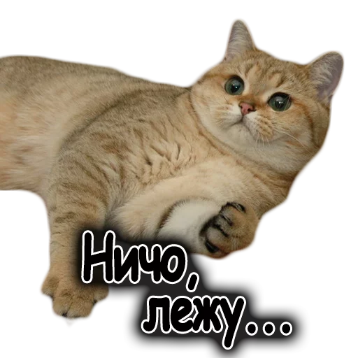 животное млекопитающее кошка