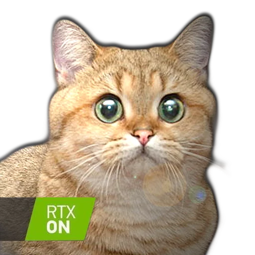 кошка животное млекопитающее