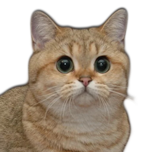 животное млекопитающее кошка