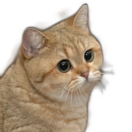 животное млекопитающее кошка