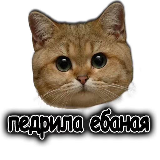 животное кошка млекопитающее