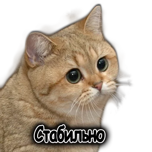 животное млекопитающее кошка