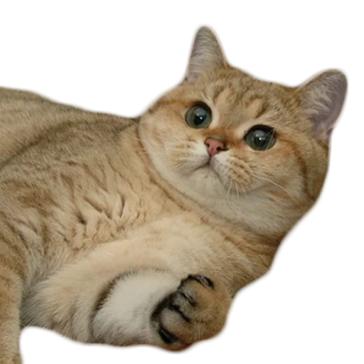 животное млекопитающее кошка