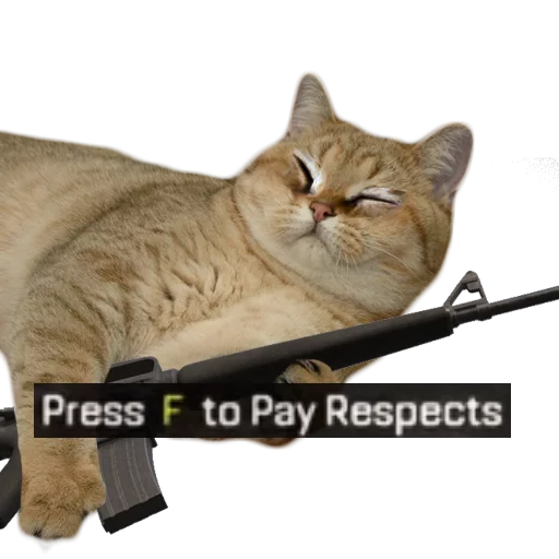 кошка животное млекопитающее