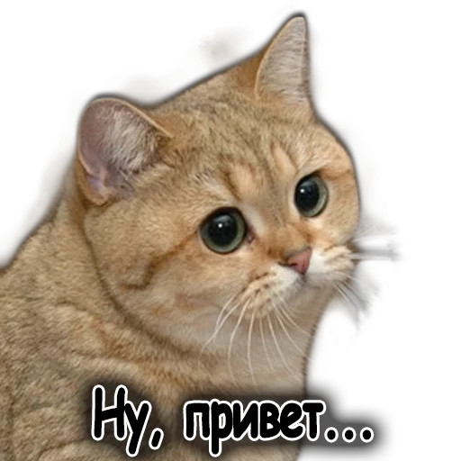 животное млекопитающее кошка