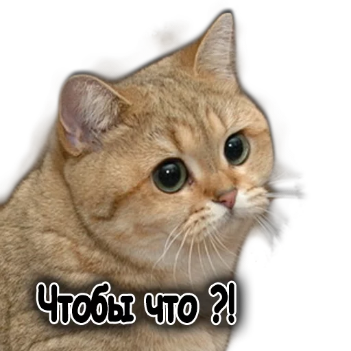 животное млекопитающее кошка