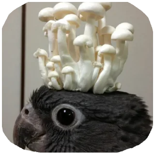 Стикер Пегая лошадка @DSBMPegaya - 8