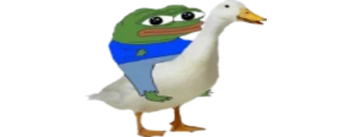 утка птица клюв