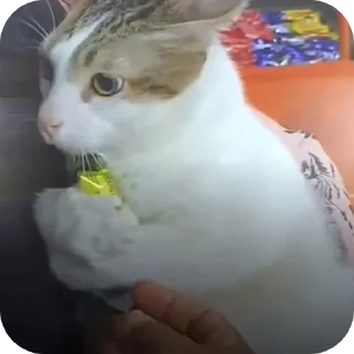 Стикер Пепес - 8