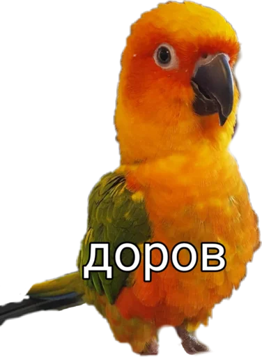 animal bird parrot