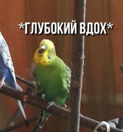 animal bird parrot