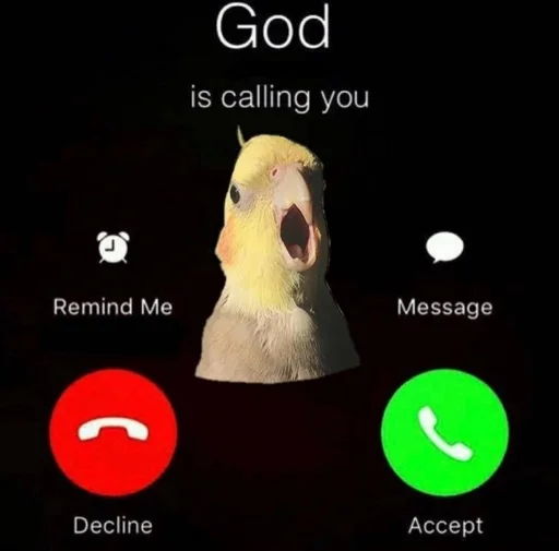 text screenshot animal