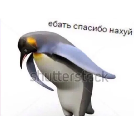 животное птица водная птица