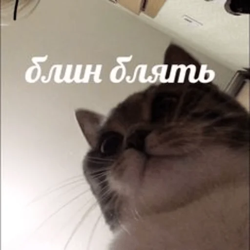 Sticker Peregovoros_tupo - 1