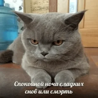 Sticker Люблю трусики - 8