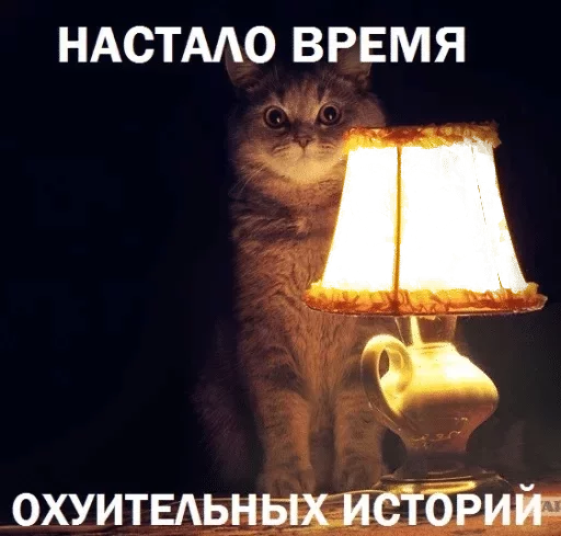 small to medium-sized cats domestic cat felidae