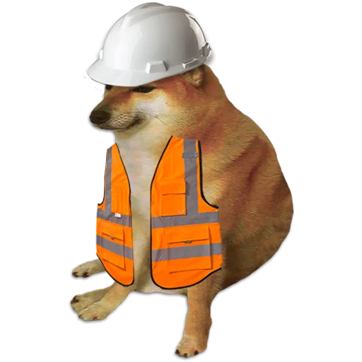 одежда собака животное