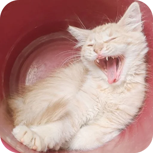 Sticker Persik1305 - 1