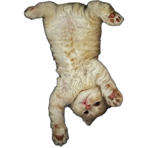 Sticker Persik1305 - 1