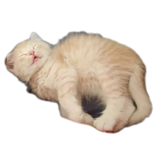 Стикер Персик - 2