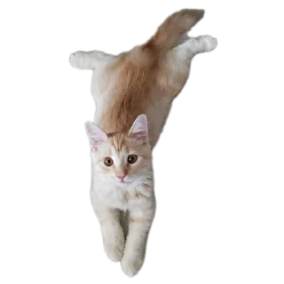 Стикер Персик - 1