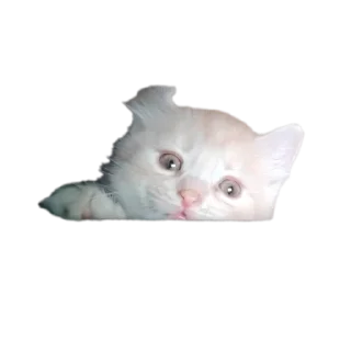 Стикер Персик - 6