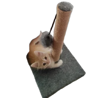 Стикер Персик - 9