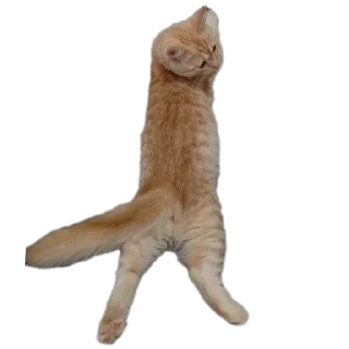 Стикер Персик - 11