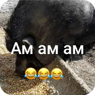 Стикер Щавель, Персик и их друзья  😂😂😂 свинстрой топ🤣🤣🤣 - 6