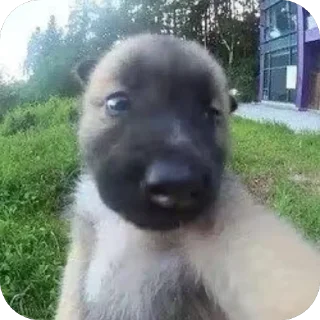 Sticker Песик. - 1