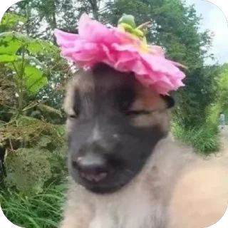 Sticker Песик. - 2