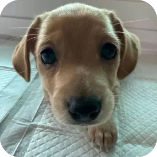 Sticker Песик. - 5