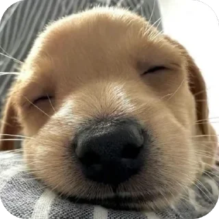 Sticker Песик. - 6