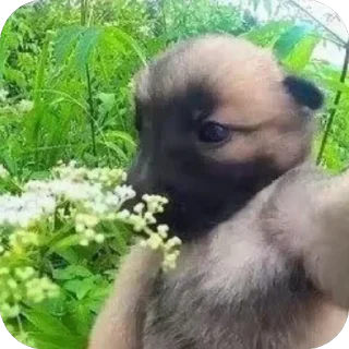 Sticker Песик. - 7