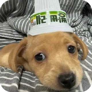 Sticker Песик. - 9