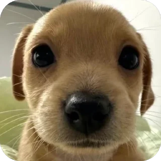 Sticker Песик. - 3