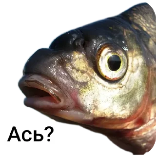 Стикер Петербургский рыболов - 6