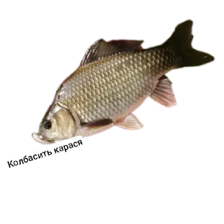 Стикер Петербургский рыболов - 3