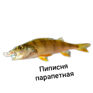 Стикер Петербургский рыболов - 7