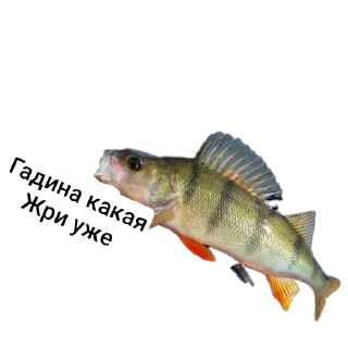 Стикер Петербургский рыболов - 9