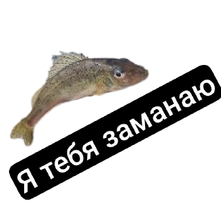 Стикер Петербургский рыболов - 11