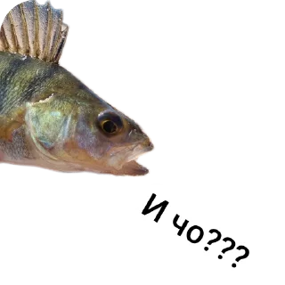 Стикер Петербургский рыболов - 0