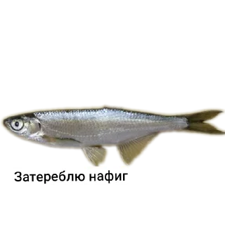 Стикер Петербургский рыболов - 1