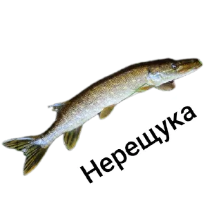 Стикер Петербургский рыболов - 10